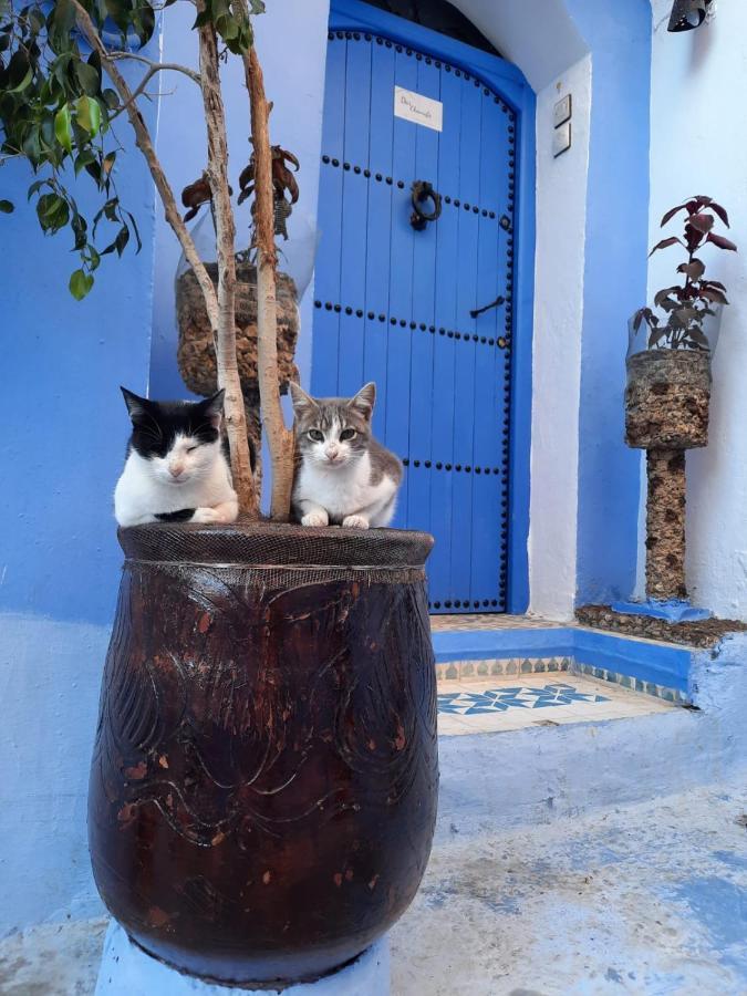 Riad Chourafa Chefchaouen Exteriör bild